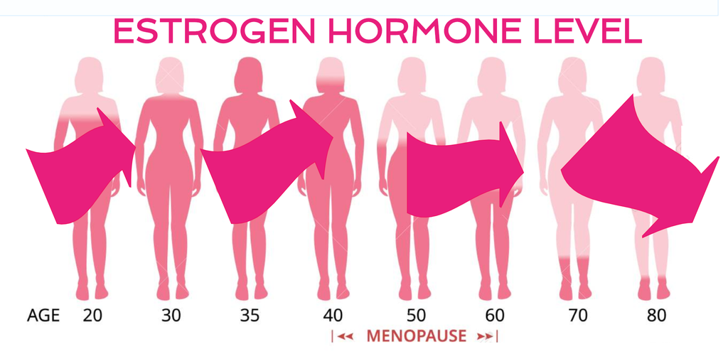 Estrogen Explained