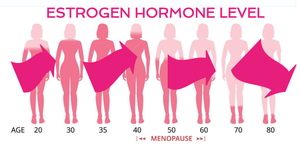 Estrogen Explained